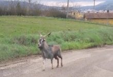 Benevento, capretto smarrito, vaga da ieri sera nei pressi del Centro Commerciale
