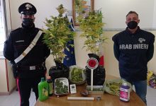 Guardia Sanframondi|I Carabinieri arrestano un uomo che coltivava marijuana