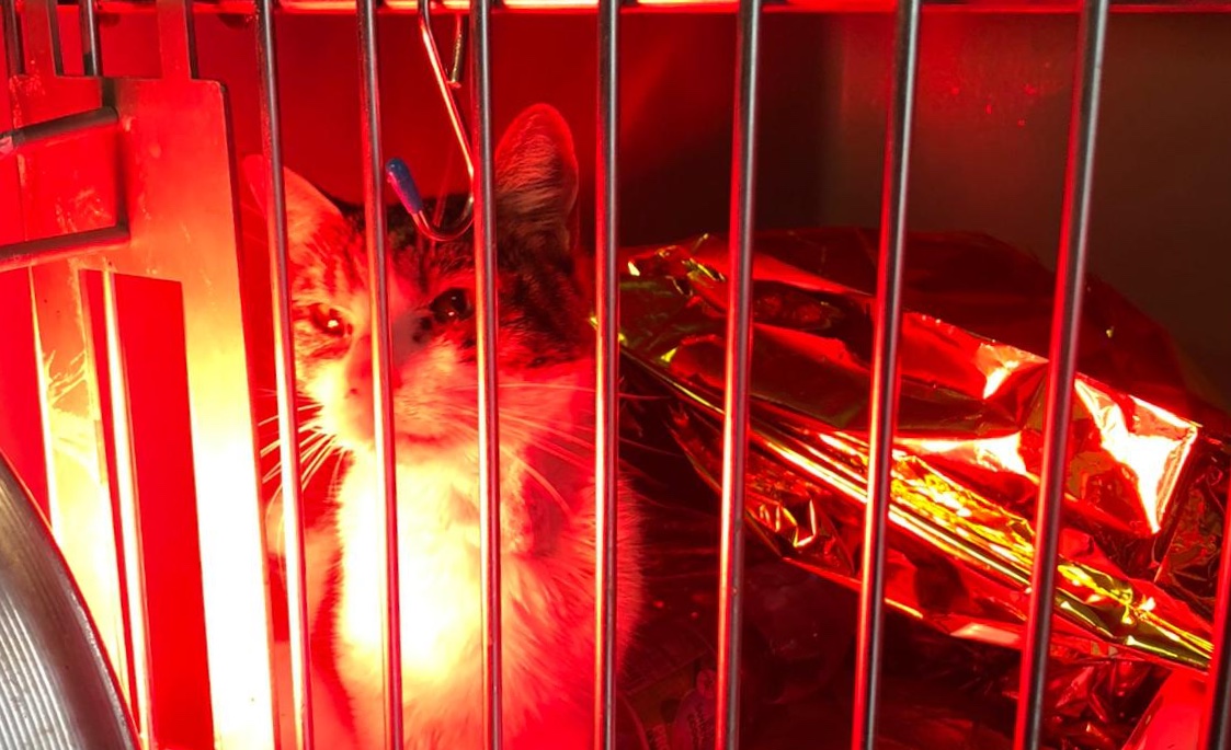 Gattina necessita di trasfusioni di sangue di tipo A