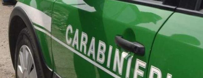 Durazzano| Macellazione abusiva di suini, denunciate tre persone