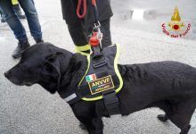 Avellino| Sasha va in pensione, commiato per il cane dei vigili del fuoco specializzato nella ricerca delle persone