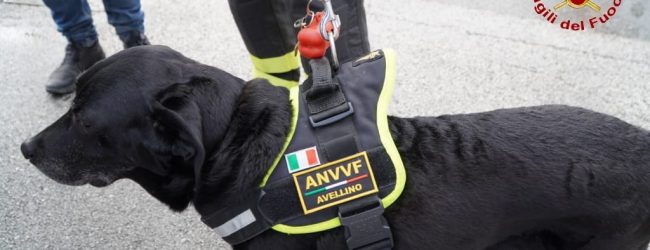 Avellino| Sasha va in pensione, commiato per il cane dei vigili del fuoco specializzato nella ricerca delle persone