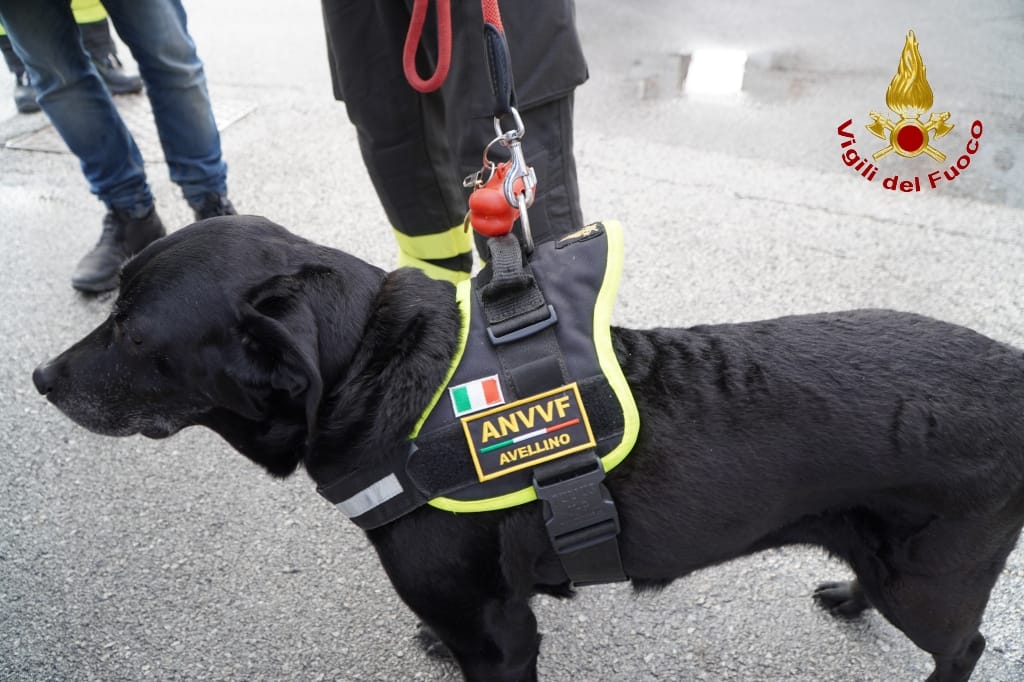 Avellino| Sasha va in pensione, commiato per il cane dei vigili del fuoco specializzato nella ricerca delle persone