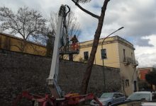 Taglio pini al Viale Atlantici di Benevento, ecco il piano traffico da lunedi 10 Ottobre