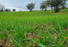 La risposta della Pro Loco di Paupisi  alla crisi del grano: dal 2020 un progetto di valorizzazione della Saragolla del Sannio