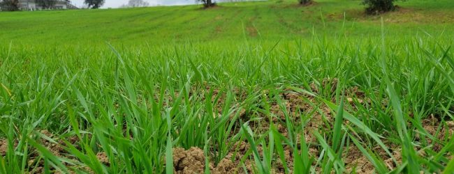 La risposta della Pro Loco di Paupisi  alla crisi del grano: dal 2020 un progetto di valorizzazione della Saragolla del Sannio