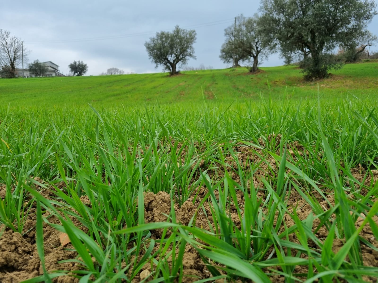 La risposta della Pro Loco di Paupisi  alla crisi del grano: dal 2020 un progetto di valorizzazione della Saragolla del Sannio