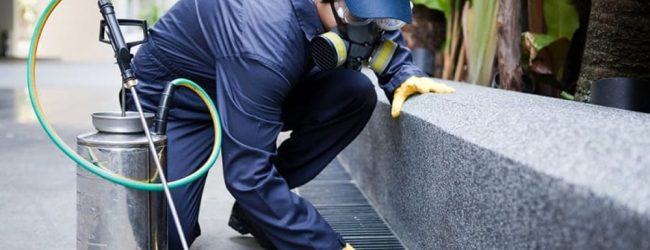 Benevento, disifenzione e disinfestazione larvicida: quest’anno quattro interventi in più