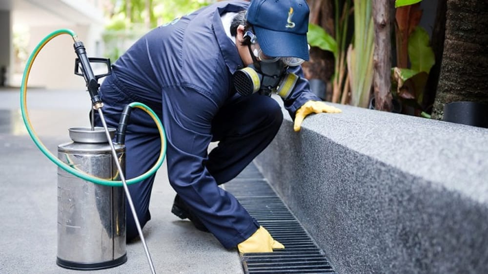 Benevento, disifenzione e disinfestazione larvicida: quest’anno quattro interventi in più