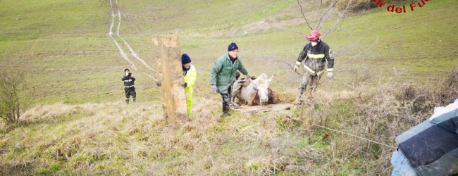 San Sossio Baronia| Mucca impantanata nel fango di un torrente, la salvano i vigili del fuoco