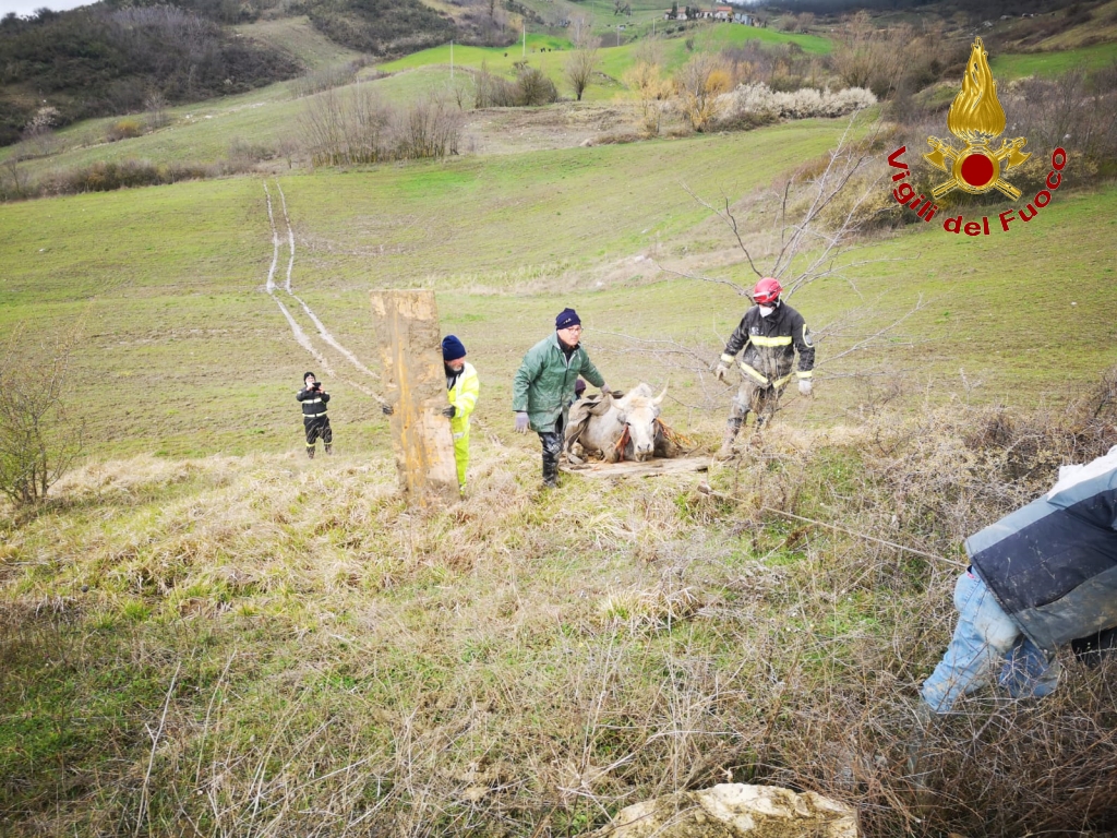 San Sossio Baronia| Mucca impantanata nel fango di un torrente, la salvano i vigili del fuoco