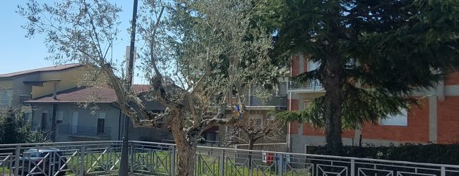 Molinara, piantato un ulivo nell'”angolo della pace”