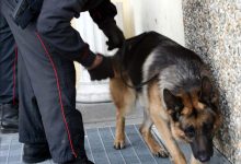 Ariano Irpino| Droga nelle scuole, controlli dei carabinieri con l’unità cinofila: sequestrati hashish e marijuana