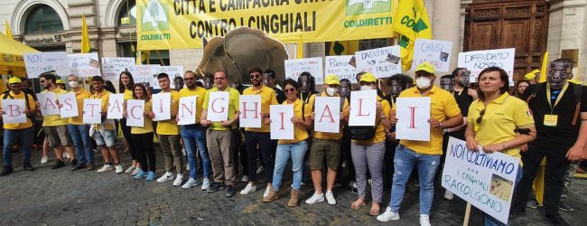 Emergenza cinghiali, Coldiretti: “Subito abbattimenti, provocano piu’ di un incidente ogni 2 giorni”