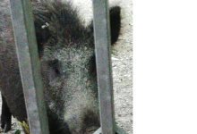 Benevento|Cinghiali in citta’, proposte e un incontro con i tecnici regionali