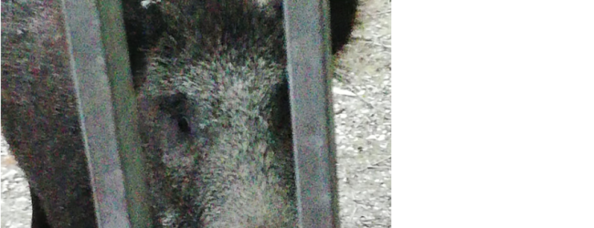 Benevento|Cinghiali in citta’, proposte e un incontro con i tecnici regionali