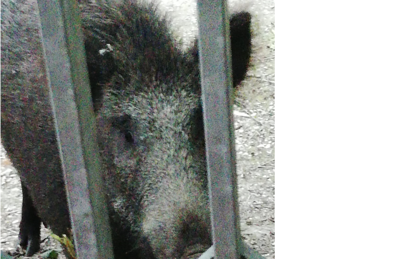 Benevento|Cinghiali in citta’, proposte e un incontro con i tecnici regionali