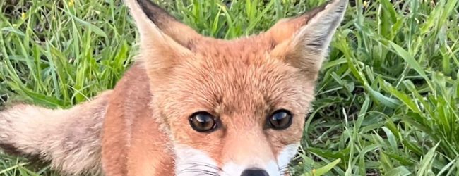 Incontri nella natura caudina : la volpe si ferma e si mette in posa