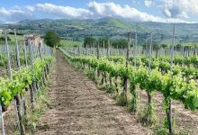 Avellino| Alla scuola enologica l’incontro sull’Irpinia del vino e la creazione di un brand locale
