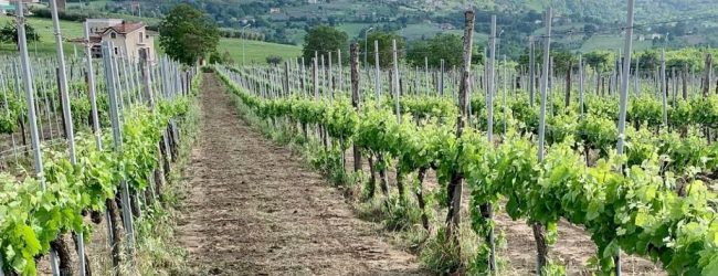 Avellino| Alla scuola enologica l’incontro sull’Irpinia del vino e la creazione di un brand locale