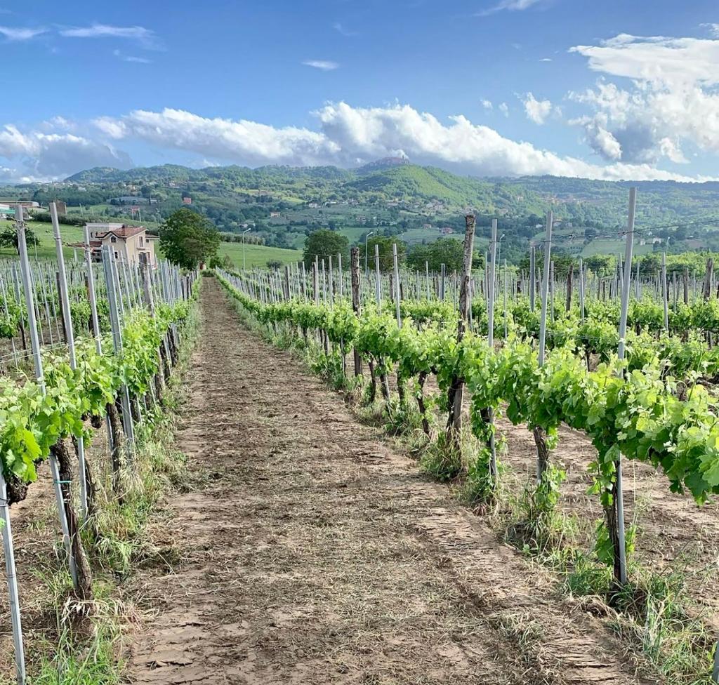 Avellino| Alla scuola enologica l’incontro sull’Irpinia del vino e la creazione di un brand locale