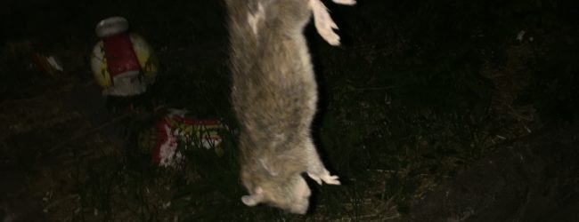 Rione Libertà, topi nei palazzi Acer di via Columbro: la segnalazione dei cittadini