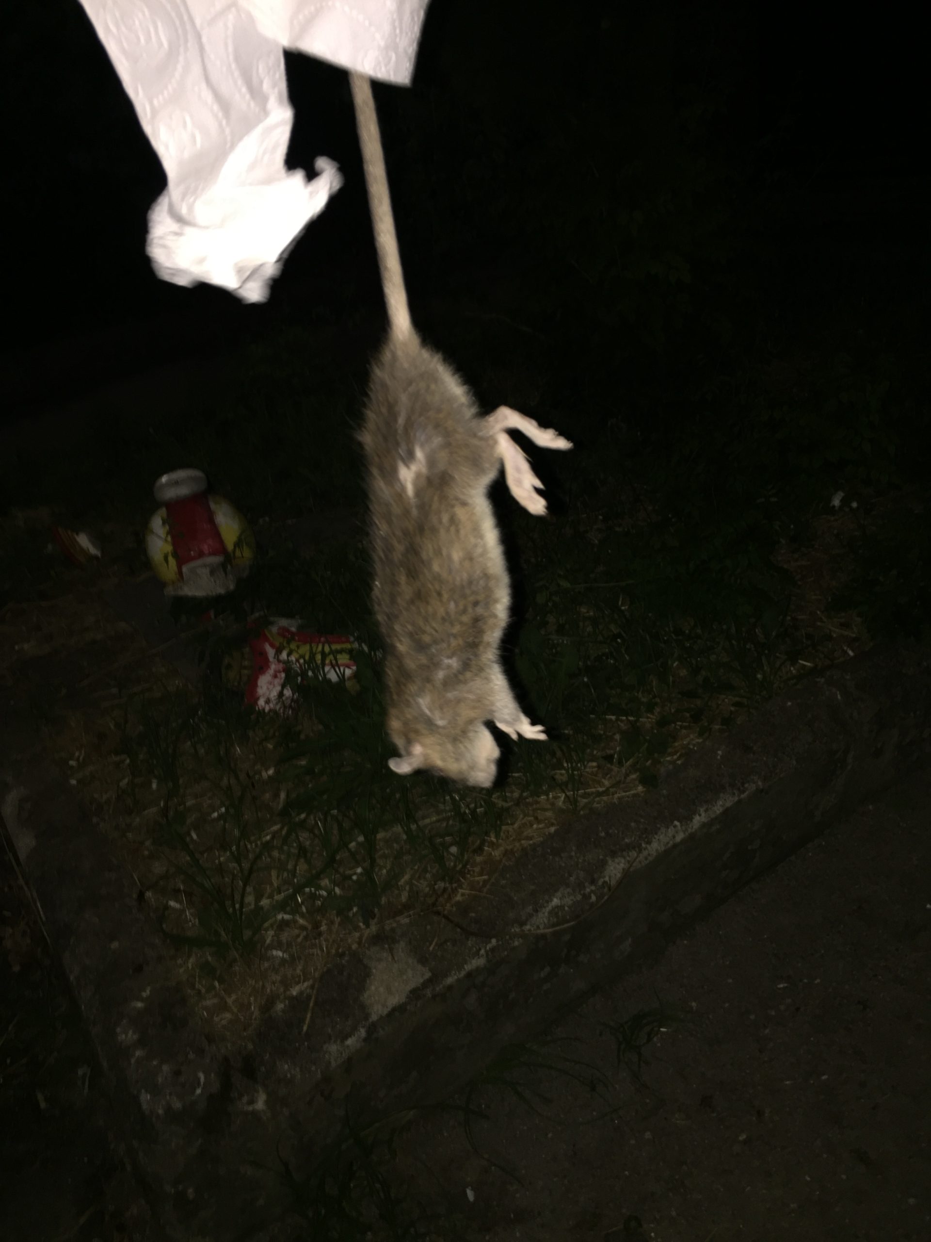 Rione Libertà, topi nei palazzi Acer di via Columbro: la segnalazione dei cittadini