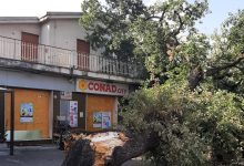 Benevento|Albero caduto in via Meomartini, ‘Citta’ Verde’: allarme gia’ lanciato un anno fa