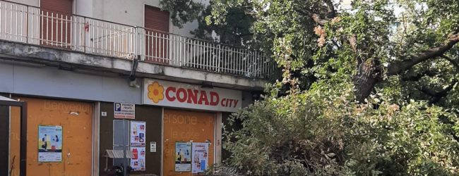 Benevento|Albero caduto in via Meomartini, ‘Citta’ Verde’: allarme gia’ lanciato un anno fa