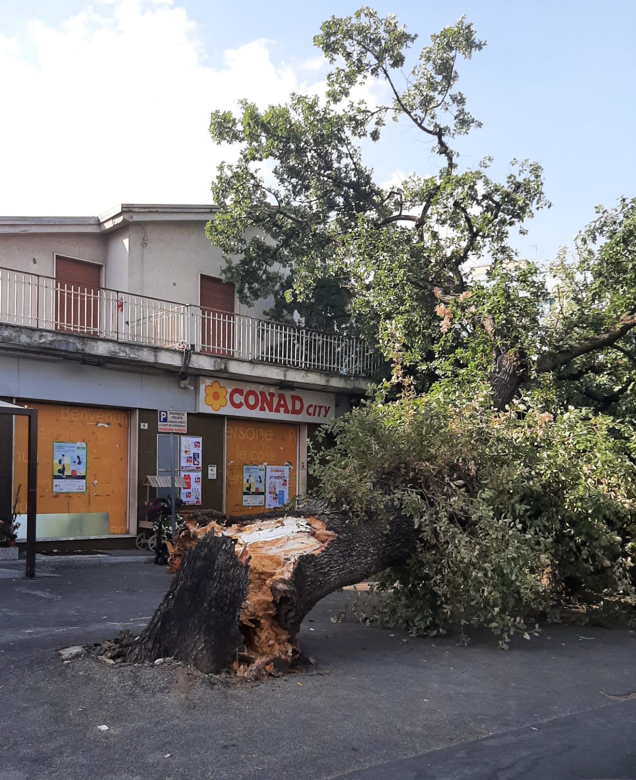 Benevento, cade albero su supermercato