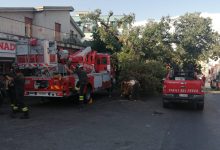 Quercia caduta, l’assessore Rosa: “Necessario approccio oggettivo alla questione alberi”