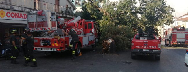 Quercia caduta, l’assessore Rosa: “Necessario approccio oggettivo alla questione alberi”