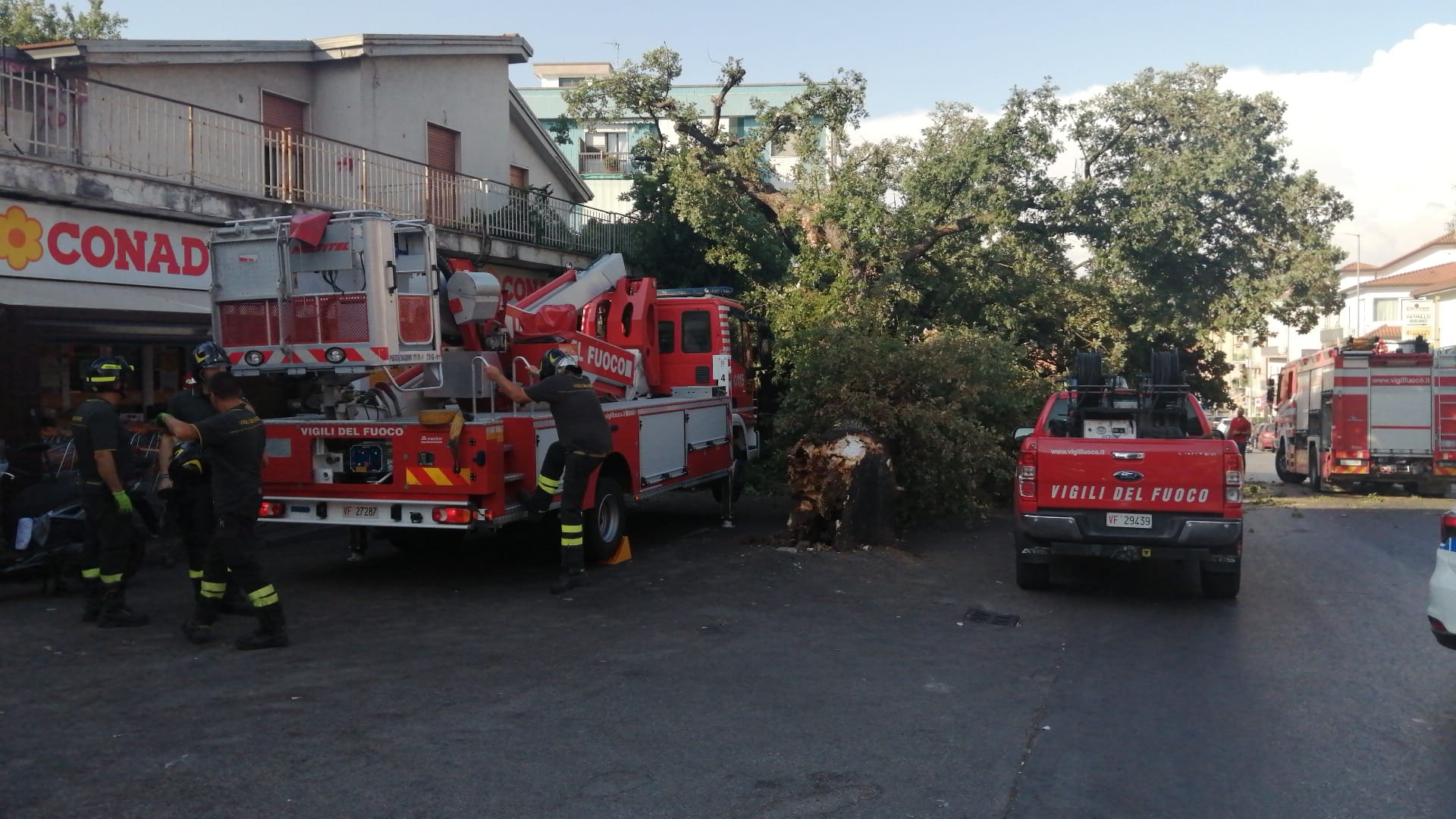 Quercia caduta, l’assessore Rosa: “Necessario approccio oggettivo alla questione alberi”