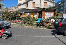 Benevento, caduta quercia secolare: Mastella rilancia il tema sicurezza