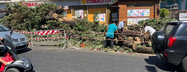 Benevento, caduta quercia secolare: Mastella rilancia il tema sicurezza