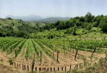 Torrioni| Imprenditori agricoli, il Codacons premia la giovane Margherita Iommazzo