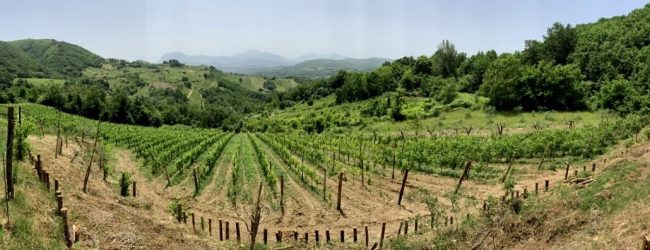 Torrioni| Imprenditori agricoli, il Codacons premia la giovane Margherita Iommazzo