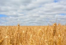 Grano, Coldiretti: agricoltori sotto tiro tra siccità e speculazione