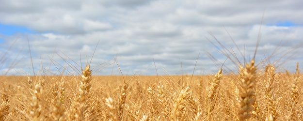 Grano, Coldiretti: agricoltori sotto tiro tra siccità e speculazione