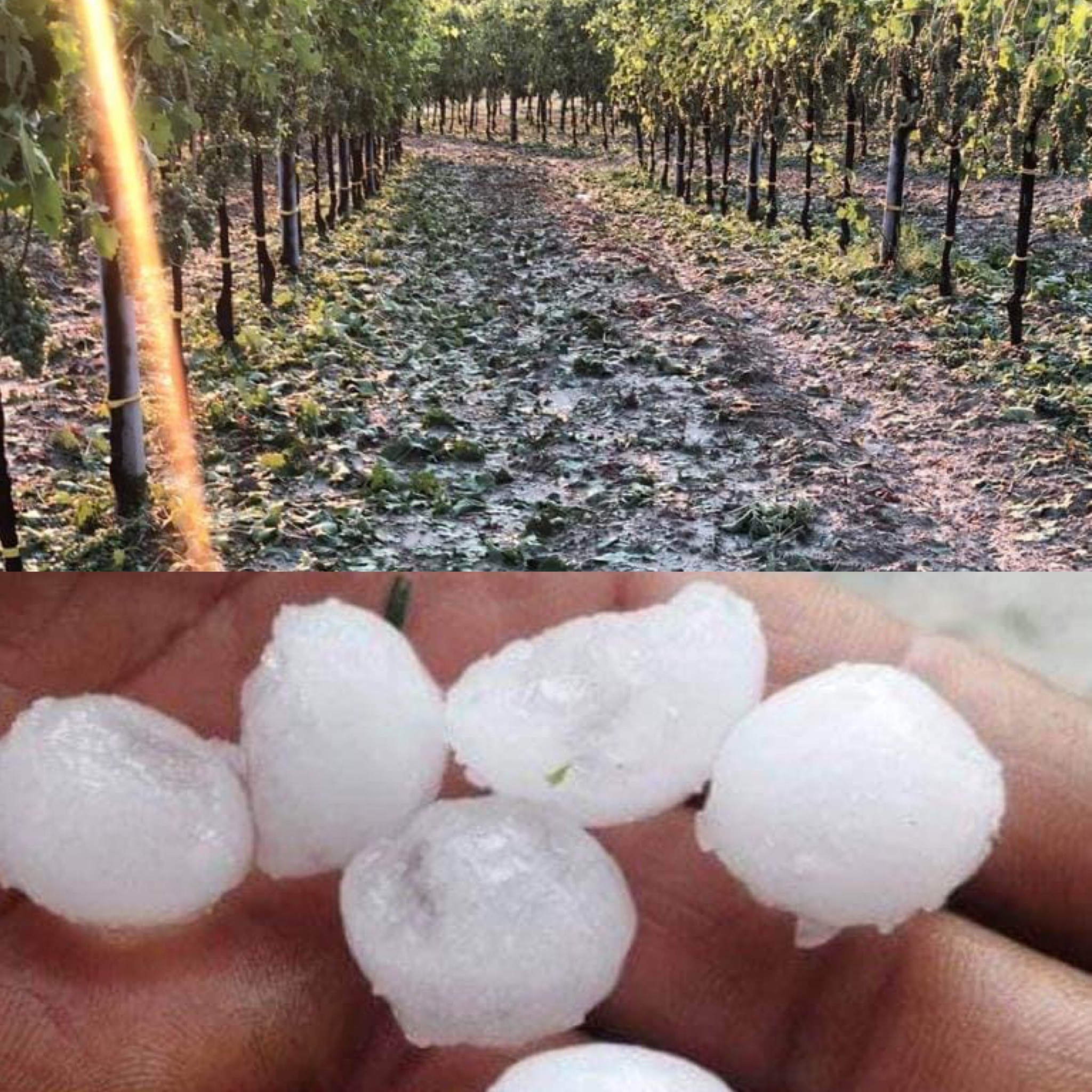 Violenta grandinata tra Torella e Castelfranci: danni per uliveti e vigneti [FOTO]