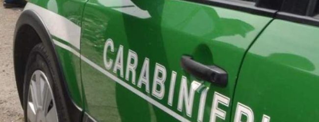 Avellino| Carabinieri Forestali. controlli nelle imprese, denunce e sequestri
