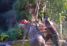 Montella| Mucca finisce in un pozzo, salvata dai pompieri
