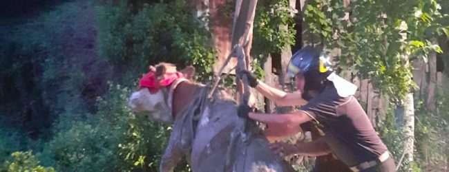 Montella| Mucca finisce in un pozzo, salvata dai pompieri