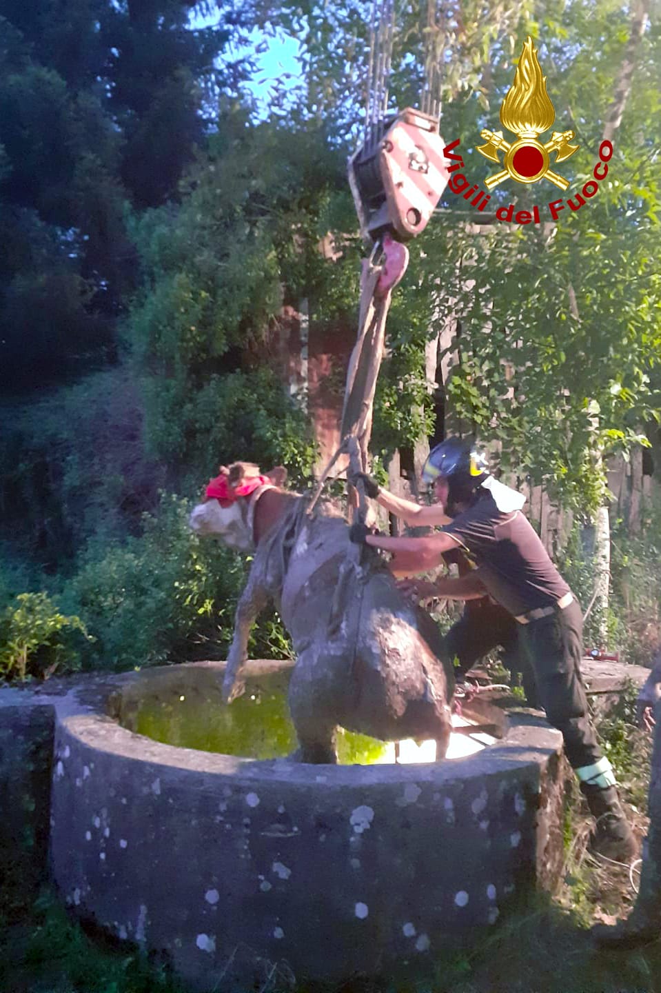 Montella| Mucca finisce in un pozzo, salvata dai pompieri