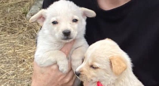 Giornata Mondiale del Cane, ma è SOS abbandoni