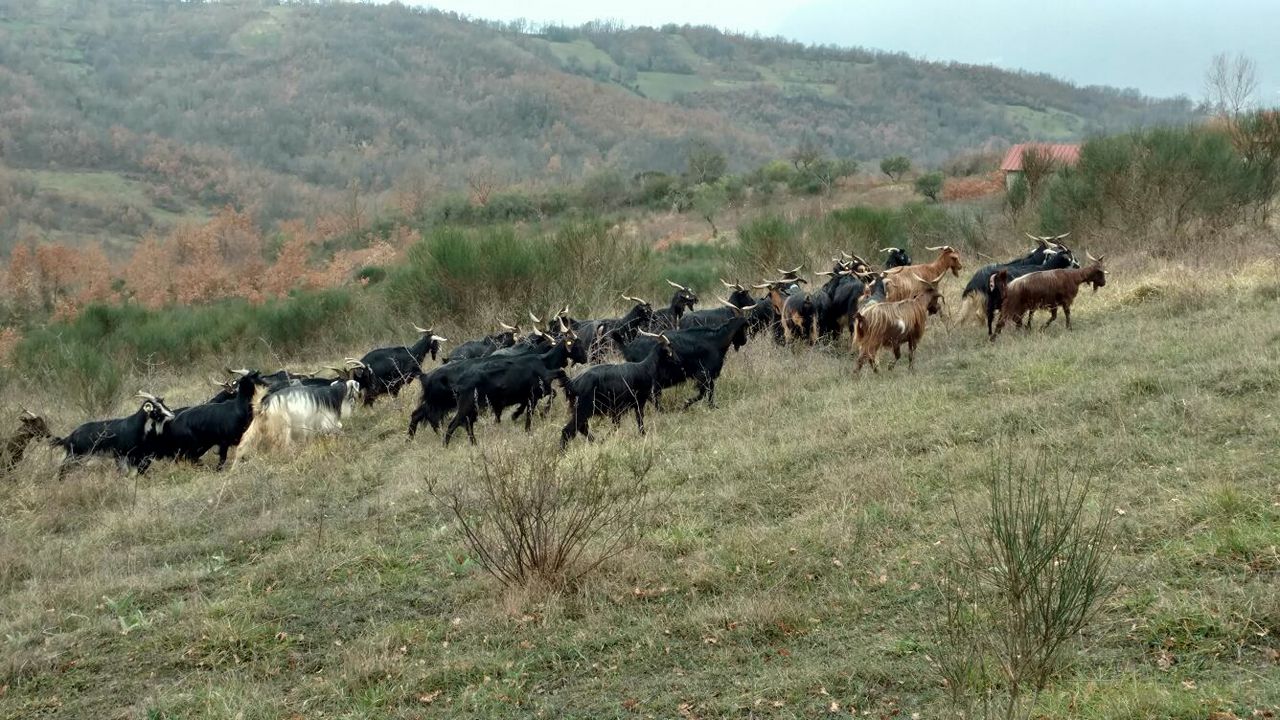 L’allevamento cilentano tra tradizione, innovazione e valorizzazione della Dieta Mediterranea