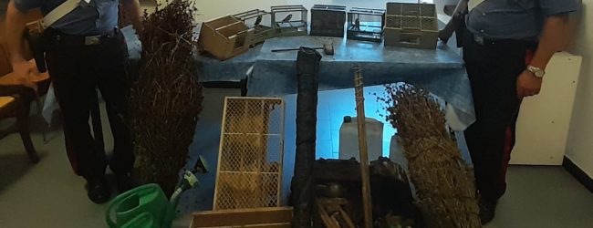 Amorosi, denunciati quattro uomini per maltrattamento di uccelli e inosservanza delle norme per la protezione della fauna selvatica