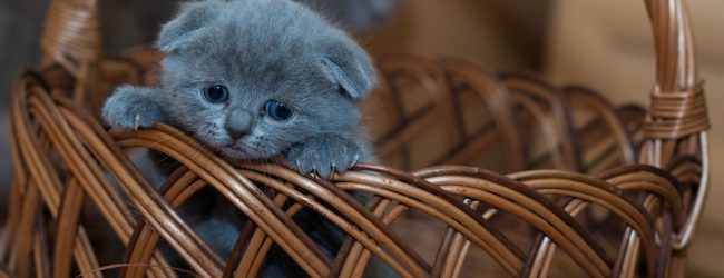 Benevento, la denuncia degli animalisti: al Rione Libertà gatti bruciati vivi e usati come pallone da calcio