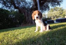 Paduli| Cucciolo di beagle smarrito, appello del proprietario