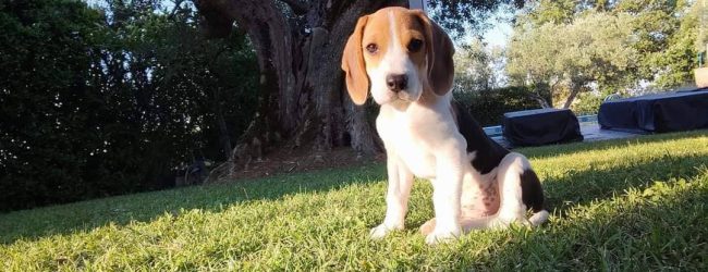 Paduli| Cucciolo di beagle smarrito, appello del proprietario